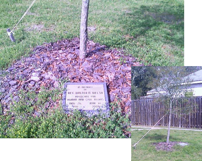 Walter Welsh Memorial Marker and Live Oak Tree at Caviness Park, Southport, NC